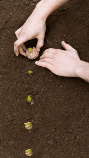 Planting Bulbs Planting Bulbs