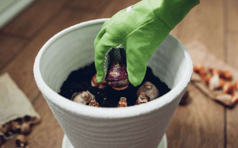 Planting bulbs for summer Planting bulbs for summer