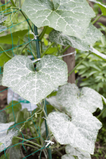 Powdery mildew Powdery mildew