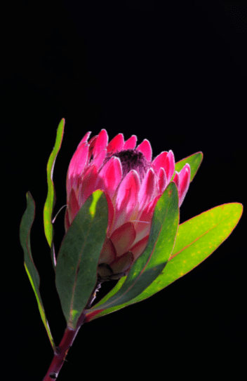 Protea Protea