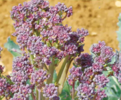 Santee Broccoli Santee Broccoli