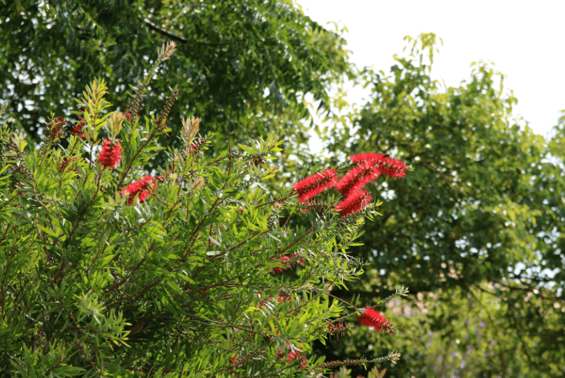 Spring Clean Your Shrubs Spring Clean Your Shrubs