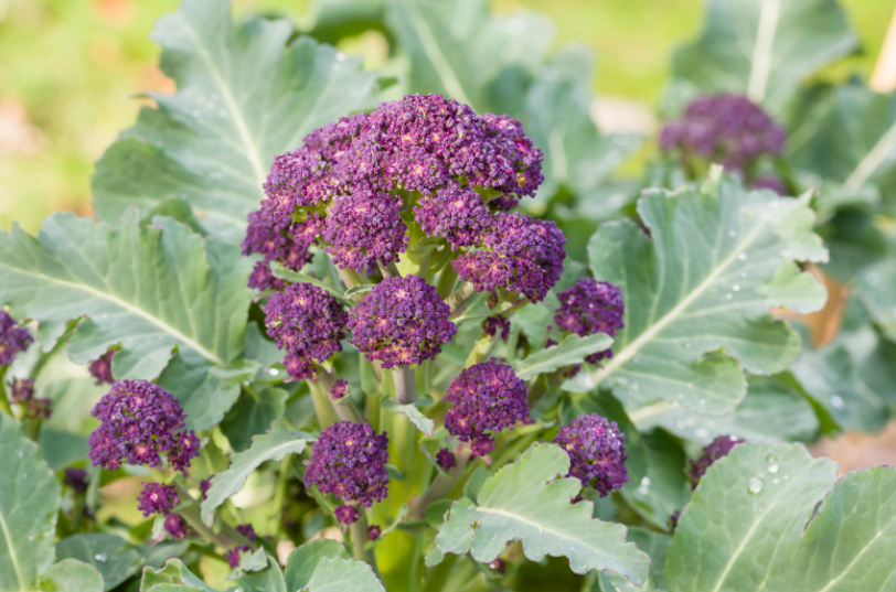 Sprouting Broccoli Sprouting Broccoli