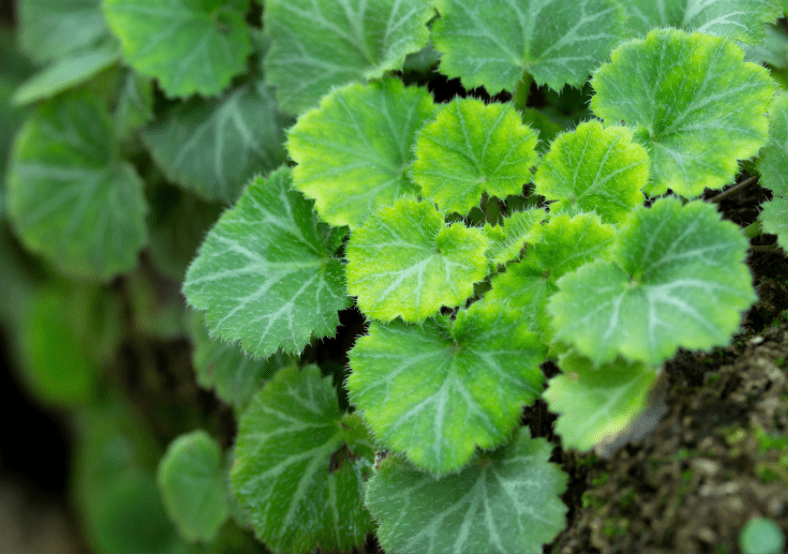 Strawberry Begonia Strawberry Begonia