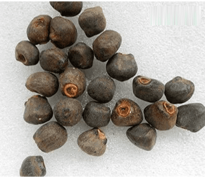 Wild Banana Seeds Wild Banana Seeds