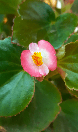 Wing Begonia Wing Begonia