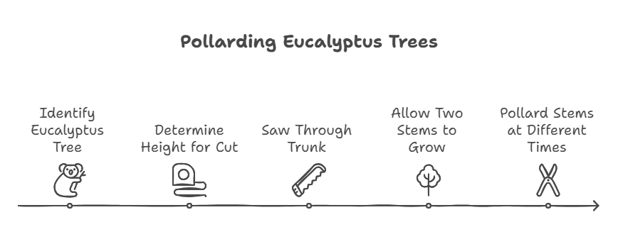 Pollard Eucalyptus Trunk A pollarded eucalyptus trunk cut cleanly at a high height.