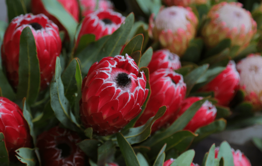 protea flower protea flower