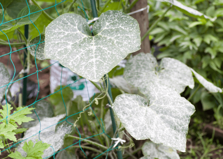 pumpkin leaves mildew pumpkin leaves mildew