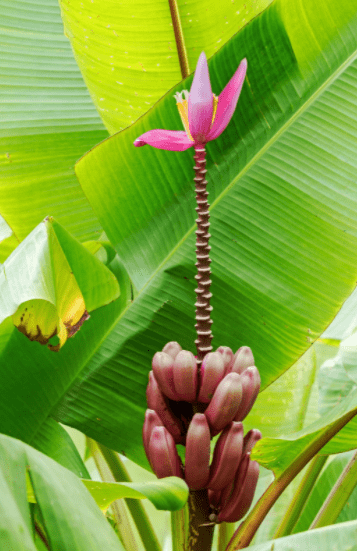 wild banana tree wild banana tree