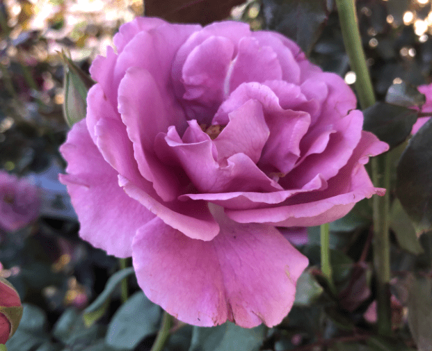 Angel Face rose Angel Face rose