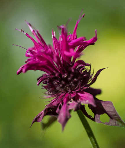 Bee Balm Bees Knees Bee Balm Bees Knees
