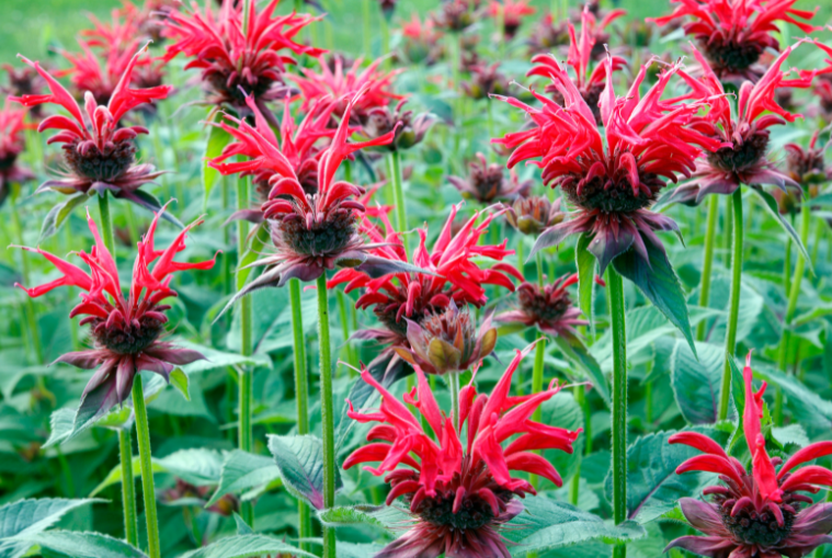Bee Balm Bee Balm