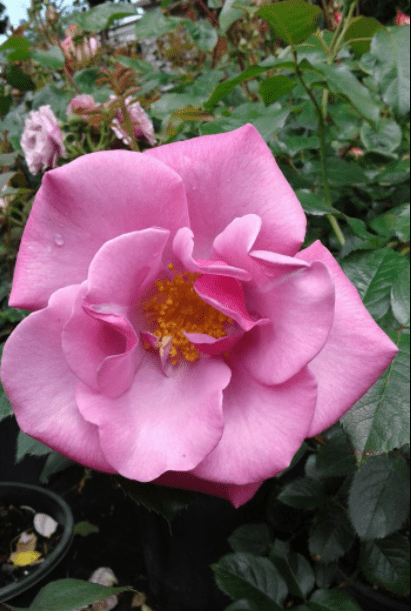 Blueberry Hill rose Blueberry Hill rose