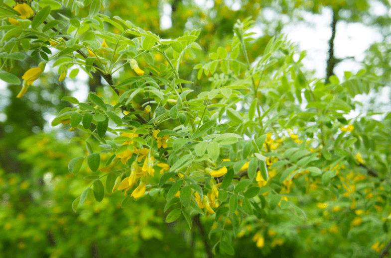 Caragana Pea Tree Caragana Pea Tree