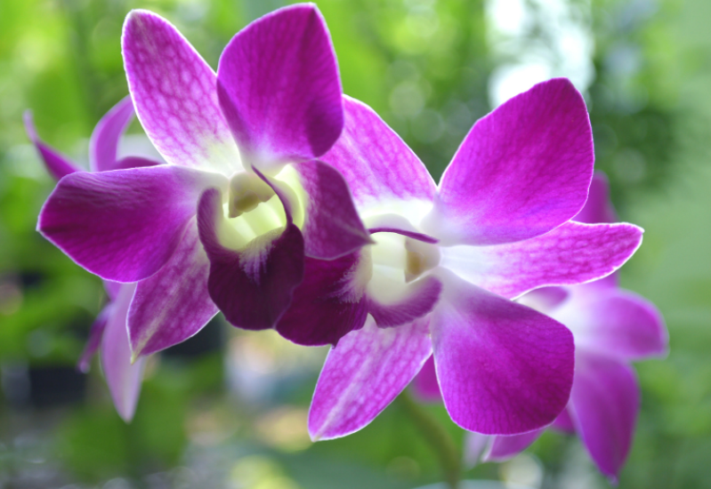 Dendrobium Orchids Dendrobium Orchids