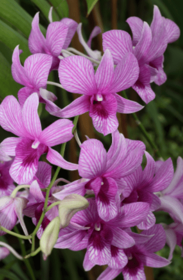 Dendrobium reflexitepalum Dendrobium reflexitepalum