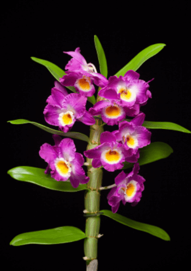 Dendrobium Dendrobium