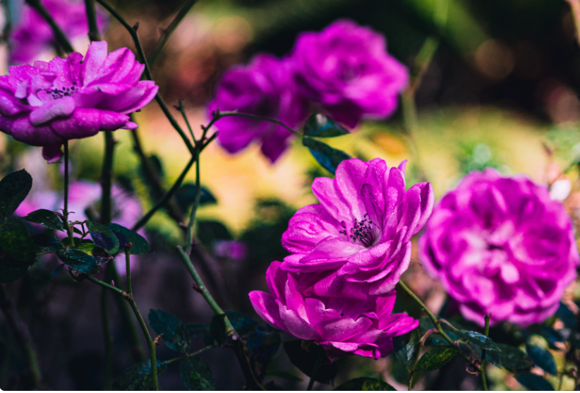Floribunda Roses Floribunda Roses
