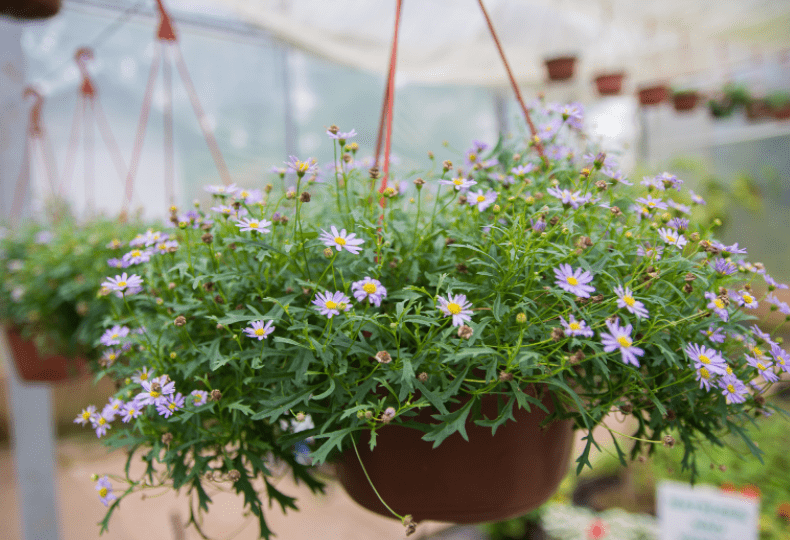 Hanging Planter Hanging Planter