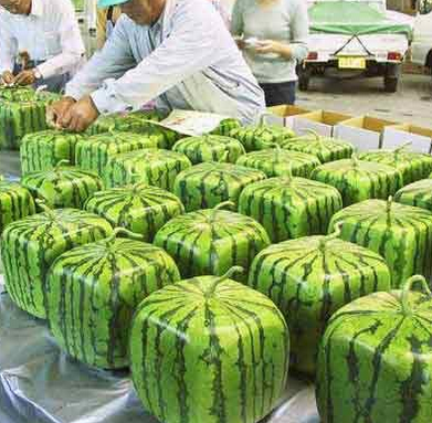 Japanese Square Watermelon Japanese Square Watermelon