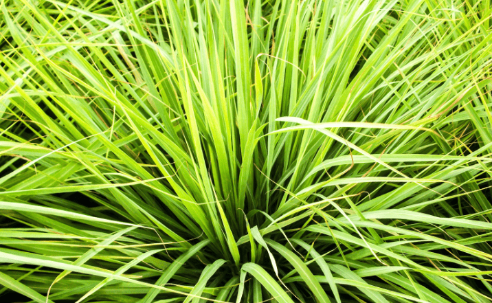 Lemon Grass Lemon Grass