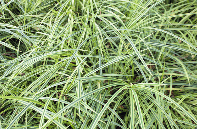 Monkey Grass Monkey Grass