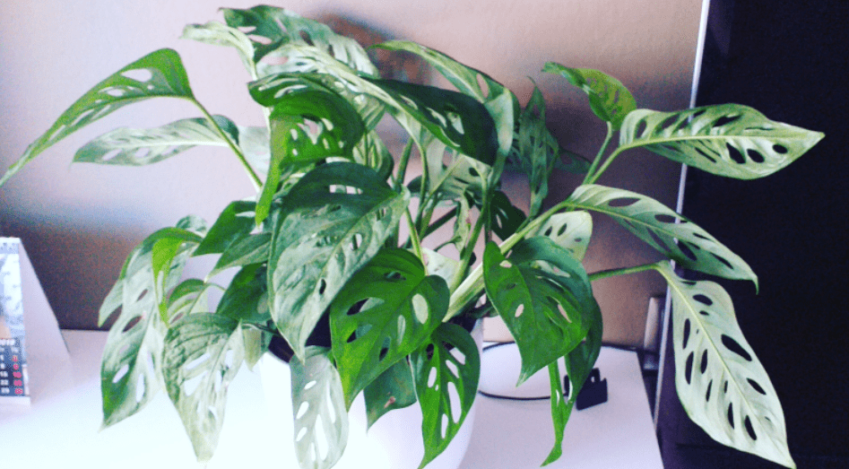 Monstera adansonii Monstera adansonii