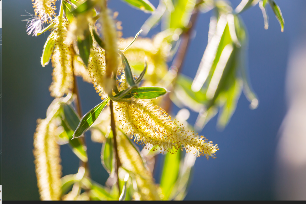 Pussy Willow Pussy Willow