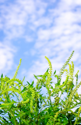 Ragweed Plant Ragweed Plant