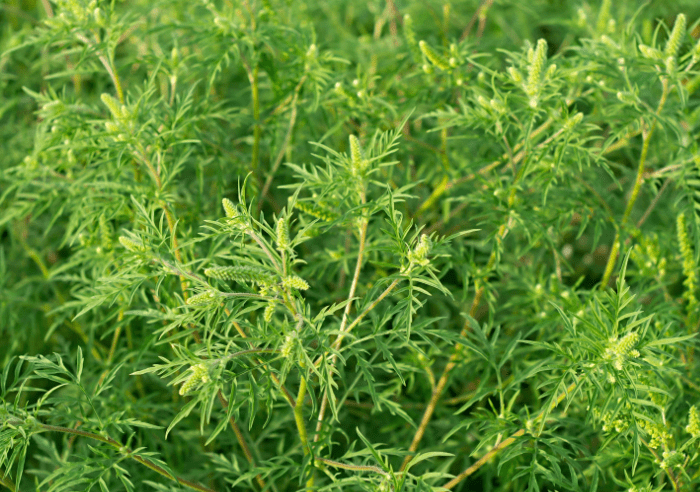 Ragweed Ragweed