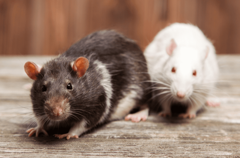 Rat Vs Mice Rat Vs Mice