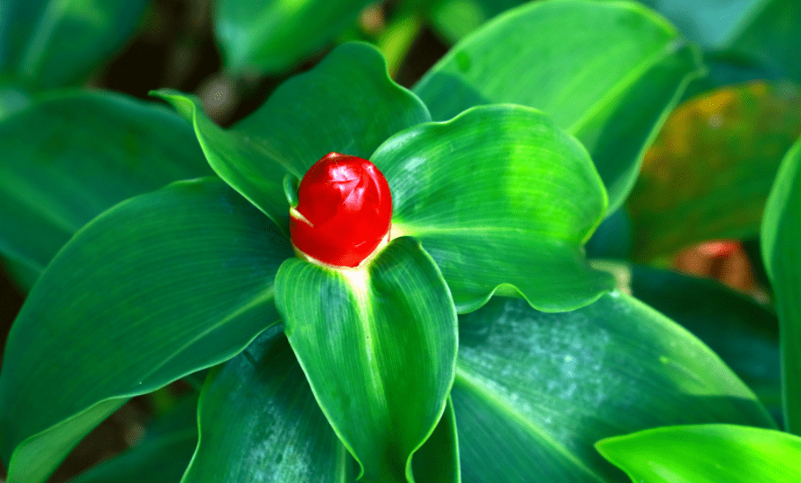 Red Button Ginger Plant Red button ginger plant with red cone-shaped bracts and tropical green leaves