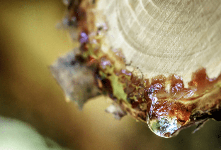 Tree Sap Tree Sap