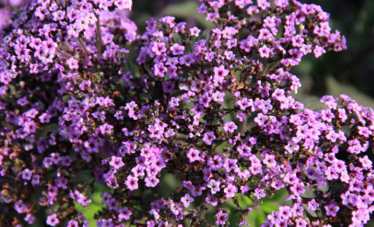 Verbena Bonariensis Verbena Bonariensis