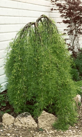 Weeping Pea Tree Weeping Pea Tree
