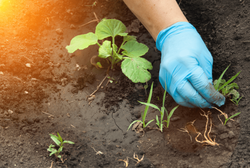Weeding Your Garden Weeding Your Garden
