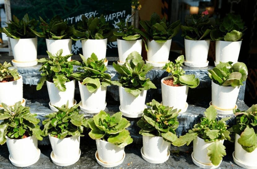 14 Easiest Houseplants 14 Easiest Houseplants