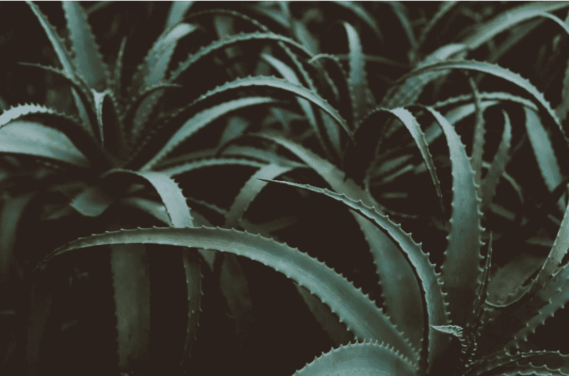 Aloe Vera Plants Aloe Vera Plants
