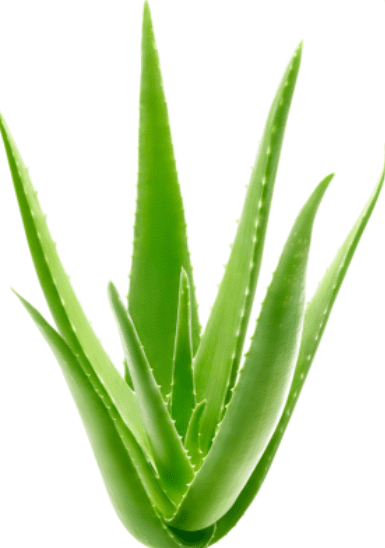 Aloe Vera Aloe Vera