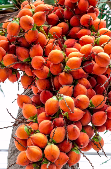 Areca Palm Seeds Areca Palm Seeds