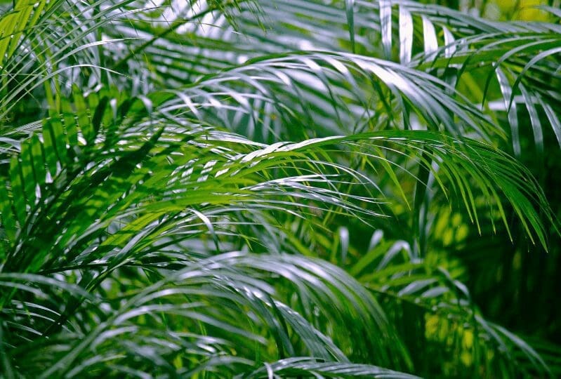 Areca Palm