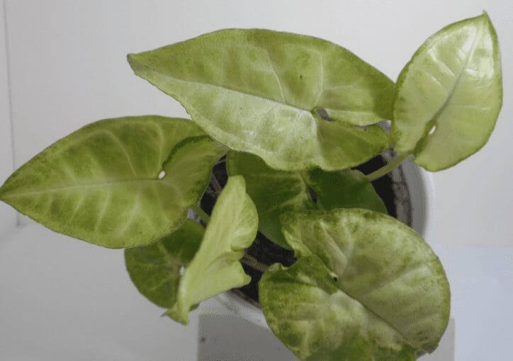 Arrowhead Plant Arrowhead Plant