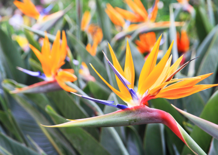 Bird Of Paradise Bird Of Paradise