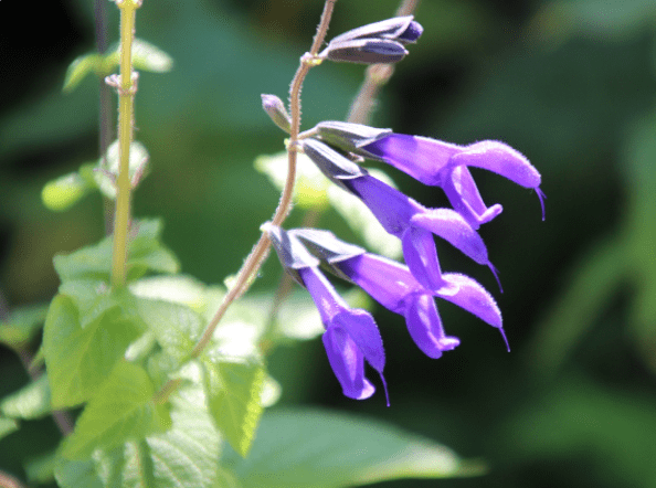 Black And Blue Salvia - Salvia guaranitica Black And Blue Salvia - Salvia guaranitica