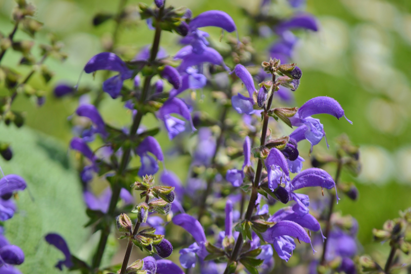 Black And Blue Salvia Black And Blue Salvia