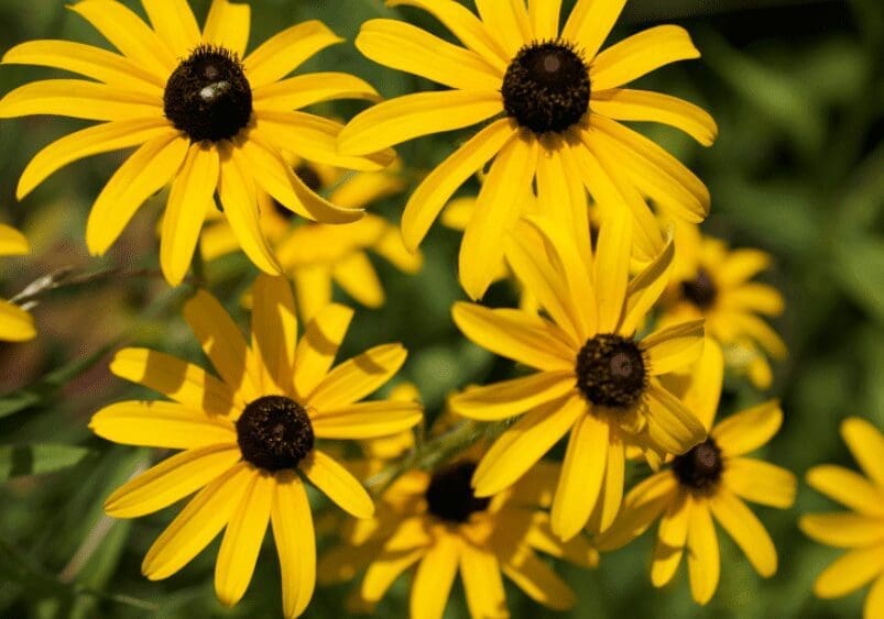 Black Eyed Susan Black Eyed Susan