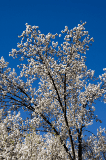 Bradford Pear Tree Blooms Bradford Pear Tree Blooms
