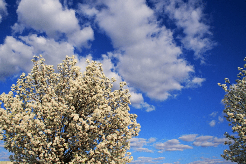 Bradford Pear Tree Bradford Pear Tree