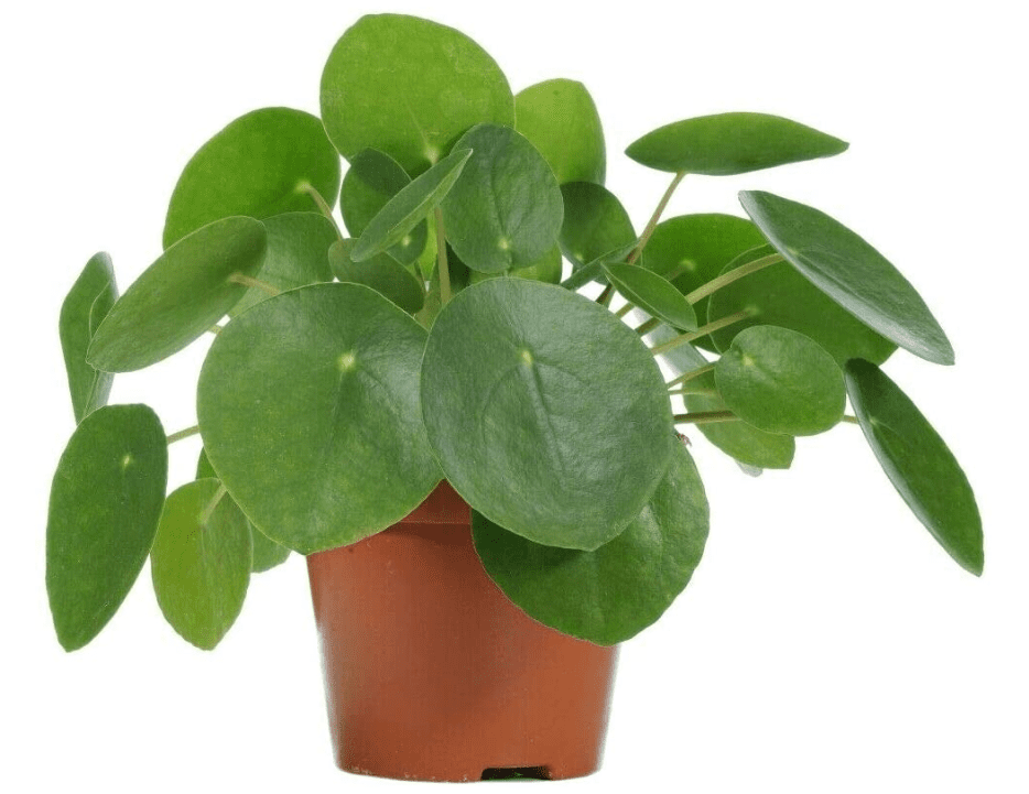 Chinese Money Plant Pilea Peperomioides Chinese Money Plant Pilea Peperomioides